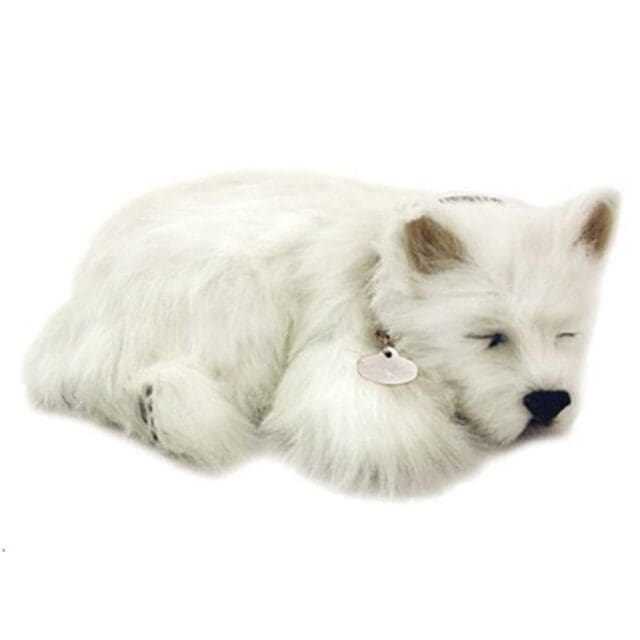 Precious Petzzz - Angus the Westie